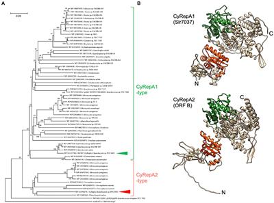 Characterization of a cyanobacterial rep protein with broad-host range and its utilization for expression vectors